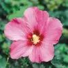 BALDUR Garten Hibiskus-Hecke, 5 Pflanzen, Hibiscus Syriacus Heckenpflanzen blühend, bienenfreundlich, Blüten essbar, winterhart, blühende und blickdichte Hecke - Image 5