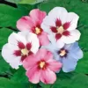 BALDUR Garten Hibiskus-Hecke, 5 Pflanzen, Hibiscus Syriacus Heckenpflanzen blühend, bienenfreundlich, Blüten essbar, winterhart, blühende und blickdichte Hecke - Image 4