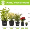 1 x Buddleia dreifarbiger Schmetterlingsstrauch gemischte Farben gesunde Gartenpflanze im Topf - Image 3