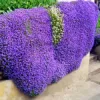500 Stück Rock Cress Seeds Leicht zu züchten Bodendecker Blume Mehrfarbige Grünlandpflanzensamen für Rasen - Blau - Image 5