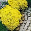 500 Stück Rock Cress Seeds Leicht zu züchten Bodendecker Blume Mehrfarbige Grünlandpflanzensamen für Rasen - Blau - Image 3