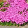 500 Stück Rock Cress Seeds Leicht zu züchten Bodendecker Blume Mehrfarbige Grünlandpflanzensamen für Rasen - Blau - Image 7