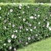 BALDUR Garten Hibiskus-Hecke, 5 Pflanzen, Hibiscus Syriacus Heckenpflanzen blühend, bienenfreundlich, Blüten essbar, winterhart, blühende und blickdichte Hecke - Image 7