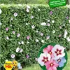 BALDUR Garten Hibiskus-Hecke, 5 Pflanzen, Hibiscus Syriacus Heckenpflanzen blühend, bienenfreundlich, Blüten essbar, winterhart, blühende und blickdichte Hecke - Image 3