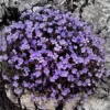 500 Stück Rock Cress Seeds Leicht zu züchten Bodendecker Blume Mehrfarbige Grünlandpflanzensamen für Rasen - Blau - Image 4