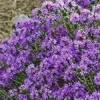 500 Stück Rock Cress Seeds Leicht zu züchten Bodendecker Blume Mehrfarbige Grünlandpflanzensamen für Rasen - Blau - Image 6