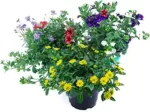 Sommerblumen Trio Set Nr.3, 3 bunte Trio Beet und Balkonblumen (z.B. mit Zauberglöckchen, Verbenen, Husarenknöpfchen, Gänseblümchen...)
