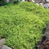 500 Stück Rock Cress Seeds Leicht zu züchten Bodendecker Blume Mehrfarbige Grünlandpflanzensamen für Rasen - Blau - Image 8