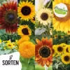 valeaf Sonnenblumen Samen Set I 8 Sorten Sonnenblumensamen I Sonnenblume Blumensamen im praktischen Pflanzen Set I Sommerblumen Samen Wildblumenmischung I Pflanzen Samen ideal als Blumensamen Geschenk - Image 3
